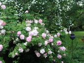 Rosenblüte im Juni in einem der Privatgärten  